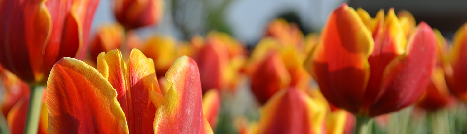 tulipfestival-slides-1500x430-tulips1