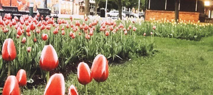 WIB Tulips