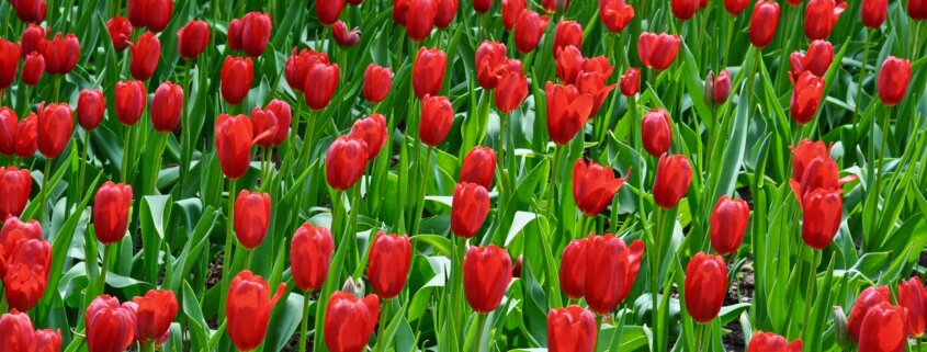 Tulip Image 2021 Announcement photo